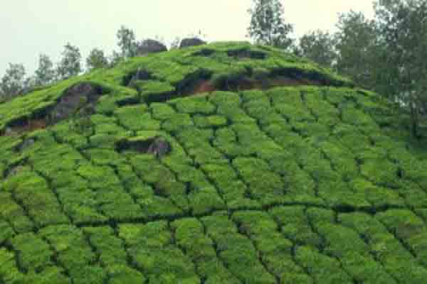 High Range Golf Club in Idukki, Kerala | Keralaorbit